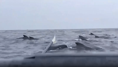 Nerve-wracking moment Brit rower is swarmed by 'a THOUSAND' whales rocking boat