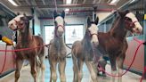 Newest Budweiser Clydesdales won't be in Bud's Super Bowl ad, but you can watch game with them