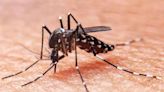 Nodal officers appointed in govt hospitals in Bengaluru for effective management of dengue cases - ET HealthWorld