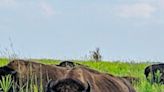 A hiker's path: A 'pioneering' view of bison at Kankakee Sands in northwest Indiana