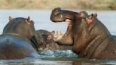 Rescatan vivo a un niño de dos años que fue tragado por un hipopótamo