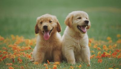 Golden Retriever Littermates Reunite for Adorable Playdate After Beng Adopted by Neighbors