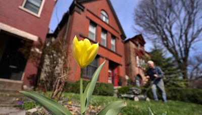 Yellow grass and brown spots on your lawn? Here's how to treat it