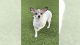 Chihuahua Romeo is a lover with lots of affection to give