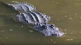 'It was horrible': Witness describes dramatic rescue of Florida man who was bitten by alligator