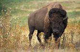 Buffalo Rock State Park