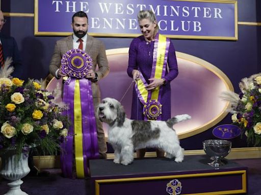 Westminster Dog Show schedule 2024: Dates, times, TV channels, live stream & list of past winners | Sporting News Canada