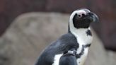 Stanley, the National Aviary's first African Penguin, has died