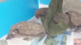 Community steps in to rescue orphaned hoglets