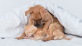 Moment North Carolina Shelter Introduces a Puppy to a Kitten Is Total Cuteness Overload