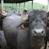 Central Institute for Research on Buffaloes