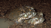 National Park Service warns against licking poisonous toad