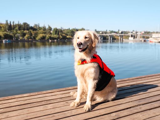 Golden Retriever Disappears in South Carolina Boating Accident and the Outcome Is Incredible