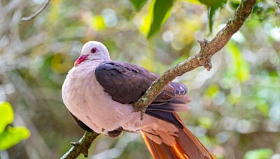 Le pigeon rose, ce drôle d'oiseau cousin du dodo, est toujours vivant