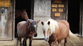 High Ridge Harmony Farm is making equine therapy accessible to all - here's what they do