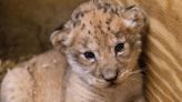 Lion Cub Dies At Zoo After Mother 'Inadvertently' Injures Her