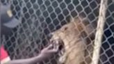 Jamaica zoo investigates as video shows man’s finger being bitten off by lion