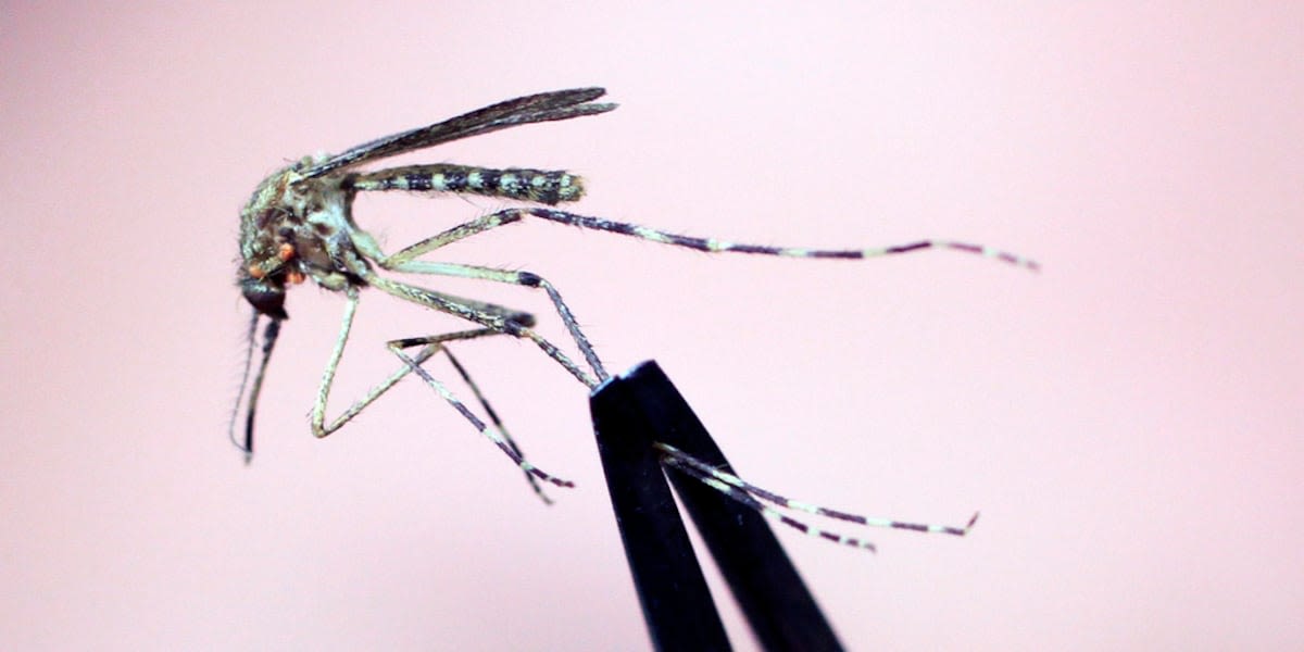 Cache Valley Virus detected in Lincoln County mosquito pool