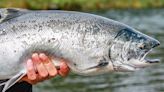 Steve Sarley: Lake Michigan a good bet for spring coho action in Illinois - Outdoor News