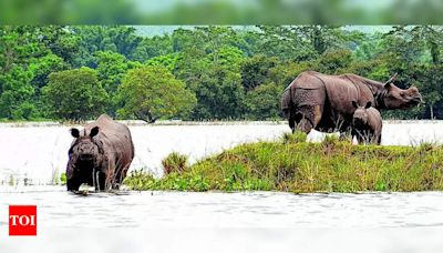 Heritage tag boosts Kaziranga tourism and conservation | Guwahati News - Times of India