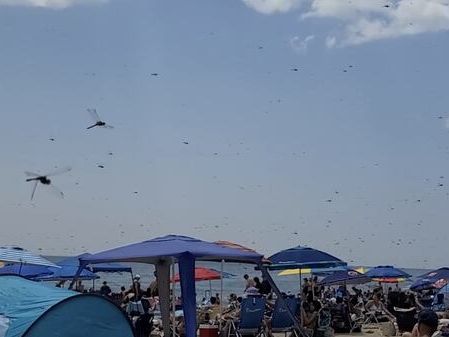 ‘I’ve never seen anything like it’: Videos show swarms of dragonflies invading R.I. beach - The Boston Globe