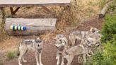 See beautiful gray wolves use puzzle boxes as UC Davis researches pack personality