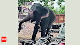 Jumbo herd tramples woman, her 2 kids in Bargarh | Bhubaneswar News - Times of India