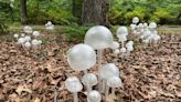 Explore Funky Fungi: Nature’s Curious Creations at Norfolk Botanical Garden this summer