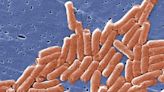 USDA declares salmonella an adulterant in raw poultry for the first time