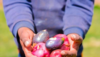 Perú: cuna de la papa, tesoro para la seguridad alimentaria mundial