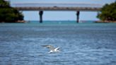 Dredging of Puerto Rico's biggest port begins despite warnings it may harm turtles and corals