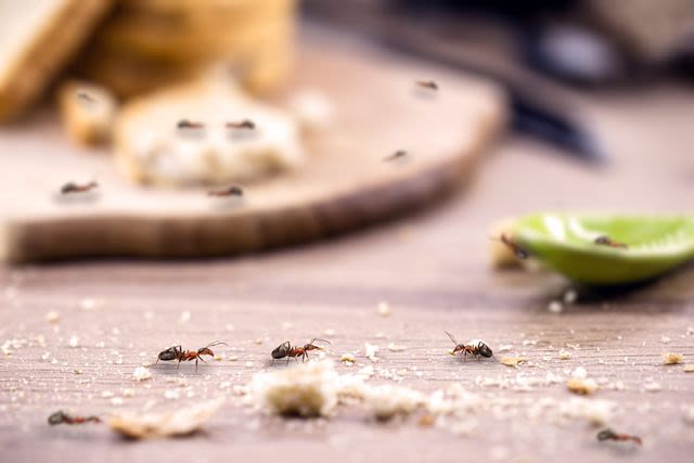 The Best Way To Get Rid Of Ants In The Kitchen, According To Experts