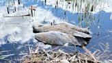 Minnesota DNR seeking information on sandhill crane poached in Todd County - Outdoor News