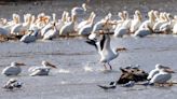 5 things to know about the Mississippi Flyway as spring bird migration begins