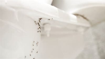 螞蟻怎麼消滅？達人親身實證「滅蟻4招」：原來家裡有的「 粉」就有用！