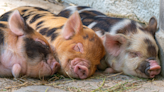 Sanctuary Chooses Names for 3 Newly-Rescued Pigs and They Couldn't Be Sweeter