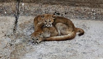 Mountain lion cubs rescued before being washed away in reservoir spillway