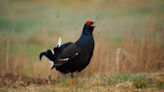 ‘Optimism’ as endangered black grouse numbers increase at rewilding sites