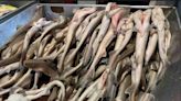 Pesca ilegal en México: venden a clientes tiburón en peligro de extinción como si fueran bacalao o pescados baratos como si fueran caros