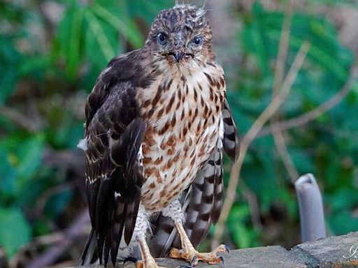 鳳頭蒼鷹染毛滴蟲症落難 鳥會籲這壞習慣不要做