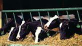 Feds to require bird flu tests of dairy cattle before transport