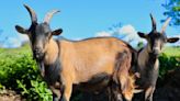 ¡Se las cenaron en Navidad!: cocinaron a cuatro cabras pigmeas en zoológico de Chilpancingo, México