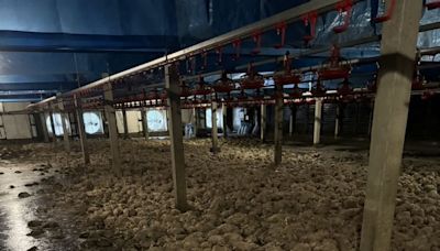 颱風凱米過境 台南農漁畜產初估損失逾2.3億元