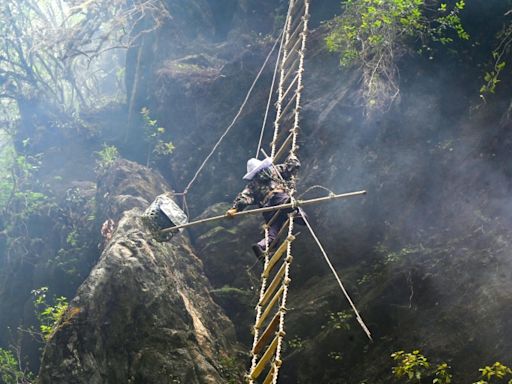 Sticky future: climate change hits Nepal's honey hunters