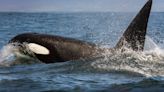 Orcas Pummel Boat After Crew Tries To Deter Them With Heavy Metal Music