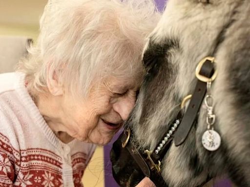 El milagro de los ponis y cómo transforman la vida de ancianos en Inglaterra
