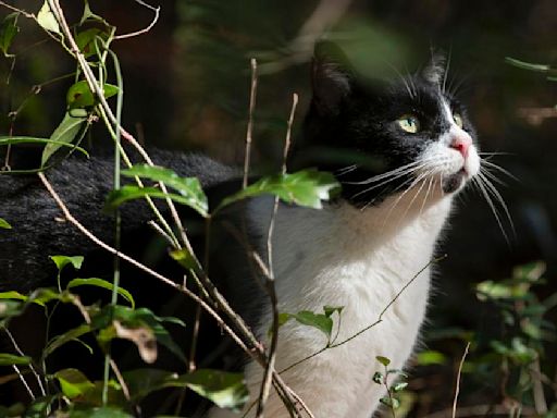 Feeding wildlife, including feral cats, could soon be illegal on Isle of Palms. Here's why.