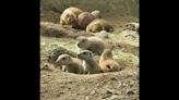 Prairie dog pups help Connecticut’s Beardsley Zoo celebrate Mother’s Day