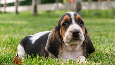 Basset Hound Puppy Lying Down to Enjoy the Sun Instead of Walking Is Brightening Timelines