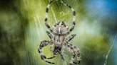 Un nido de cientos de arañas venenosas en su casa y tres días en coma tras una picadura: la historia de Ivan Savage